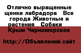 Отлично выращенные щенки лабрадора - Все города Животные и растения » Собаки   . Крым,Черноморское